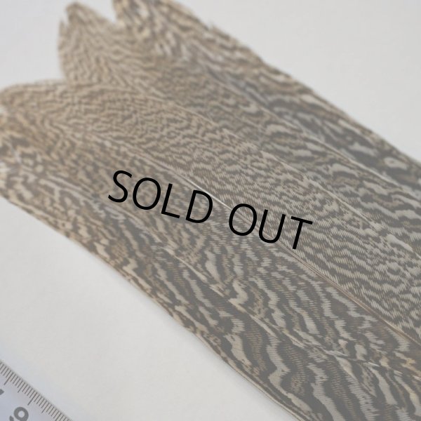 画像3: 【CANAL】スペックルドフェザント コンプリートテール No.1 (3)