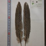 コンプリート - DOLLYVARDEN FLY FISHING SHOP