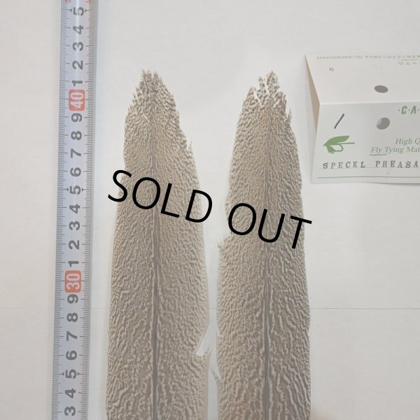 画像3: 【CANAL】スペックルドフェザント ウィング Aグレード No.1 (3)