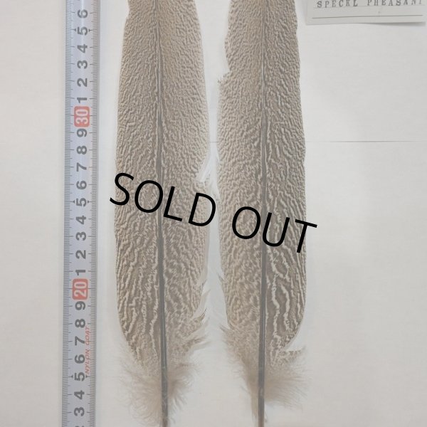 画像2: 【CANAL】スペックルドフェザント ウィング Aグレード No.1 (2)