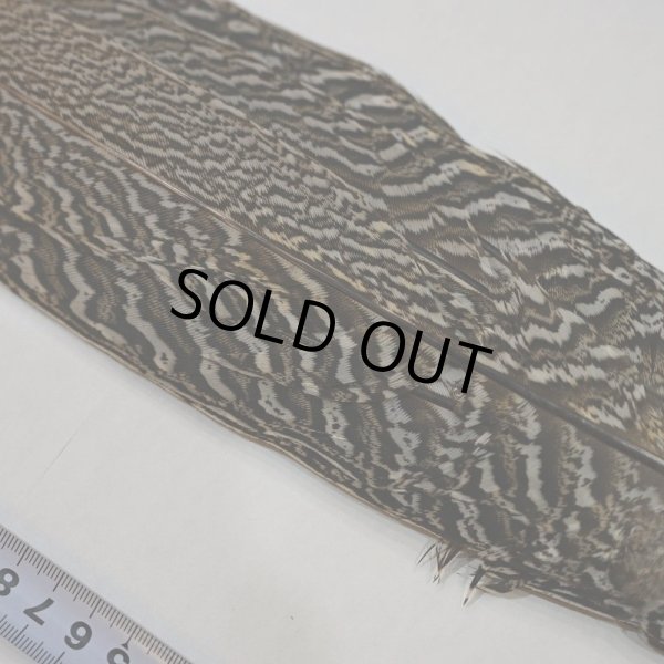 画像2: 【CANAL】スペックルドフェザント コンプリートテール No.1 (2)