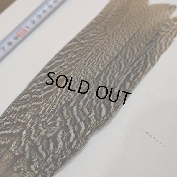 画像4: 【CANAL】スペックルドフェザント コンプリートテール No.1 (4)