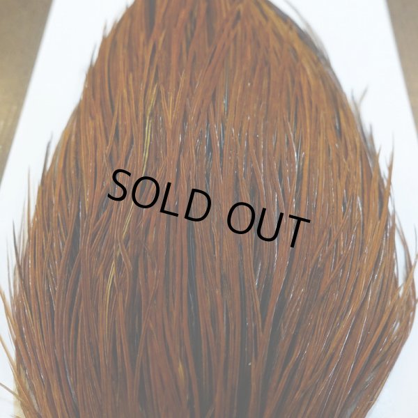 画像5: 【WHITING】Hebert ROOSTER CAPE PRO grade - Furnace No.1 (5)