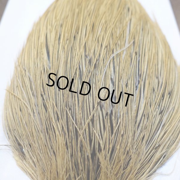 画像5: 【WHITING】ROOSTER Cape Pro Grade - Golden Badger No.2 (5)