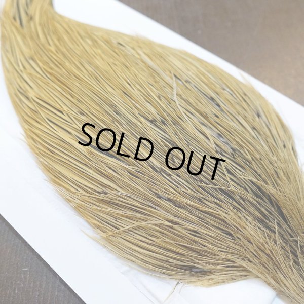 画像4: 【WHITING】ROOSTER Cape Pro Grade - Golden Badger No.2 (4)