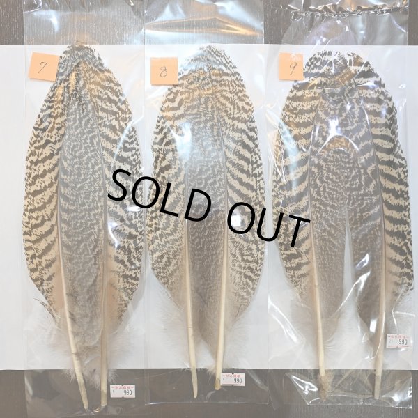 画像3: 【CANAL】ピーコッククイル(特価) (3)