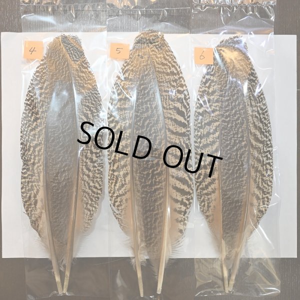 画像2: 【CANAL】ピーコッククイル(特価) (2)