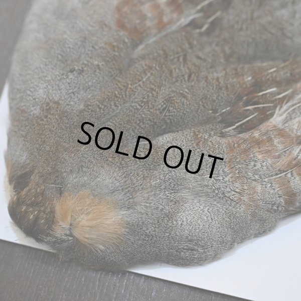 画像2: ハンガリアンパートリッジ コンプリート (2)