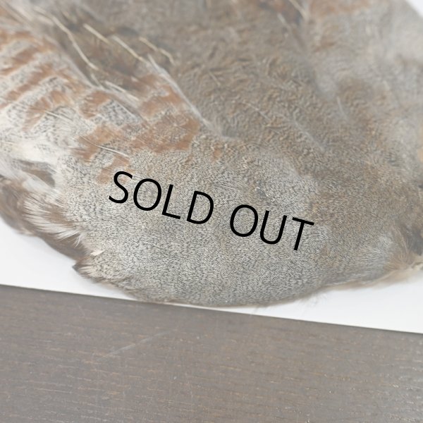 画像3: ハンガリアンパートリッジ コンプリート (3)