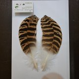 希少　スペックルドバスタード　約30cm 希少スペックルドバスタード約30cm