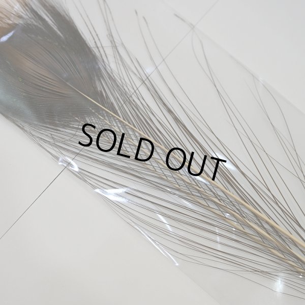 画像2: 【CANAL】ストリップド ピーコック XL (2)