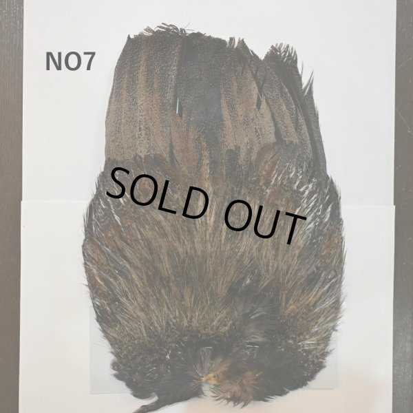 画像7: 【WHITING】Coq de Leon Rooster Wing - BRONZE GRADE   (7)