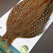 画像4: 【WHITING】Hebert ROOSTER CAPE PRO Grade - Cree No.1 (4)