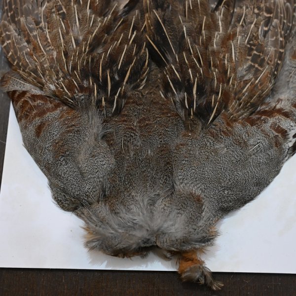 画像2: ハンガリアンパートリッジ コンプリート No.2 (2)