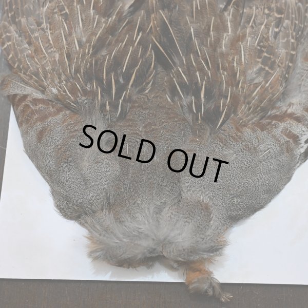 画像2: ハンガリアンパートリッジ コンプリート No.2 (2)