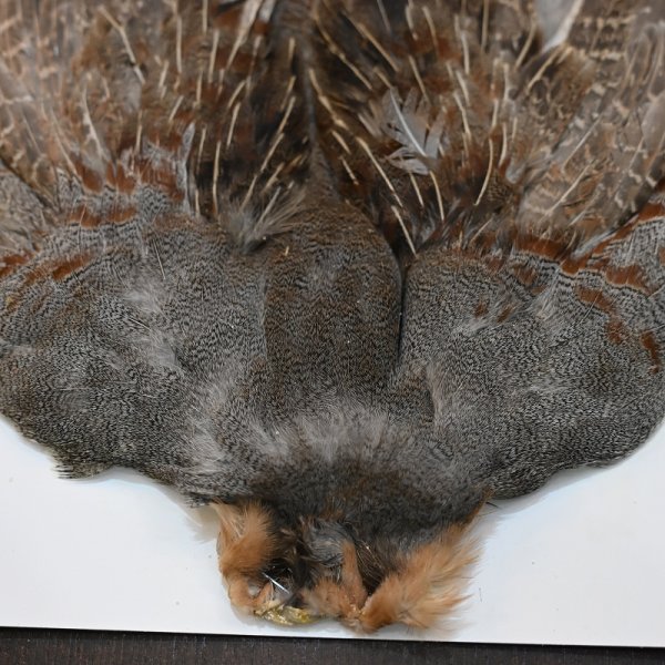 画像4: ハンガリアンパートリッジ コンプリート No.1 (4)