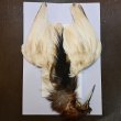 画像1: 【CANAL】Black Heron コンプリート (1)