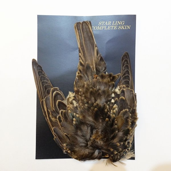 画像1: 【ANGLE】スターリング コンプリートスキン (1)