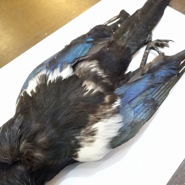 画像3: 【ANGLE】マグパイ コンプリートスキン (3)