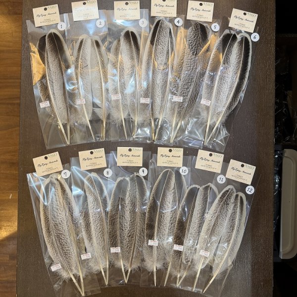 画像1: 【ANGLE】モトルド ターキークイル Bグレード (1)