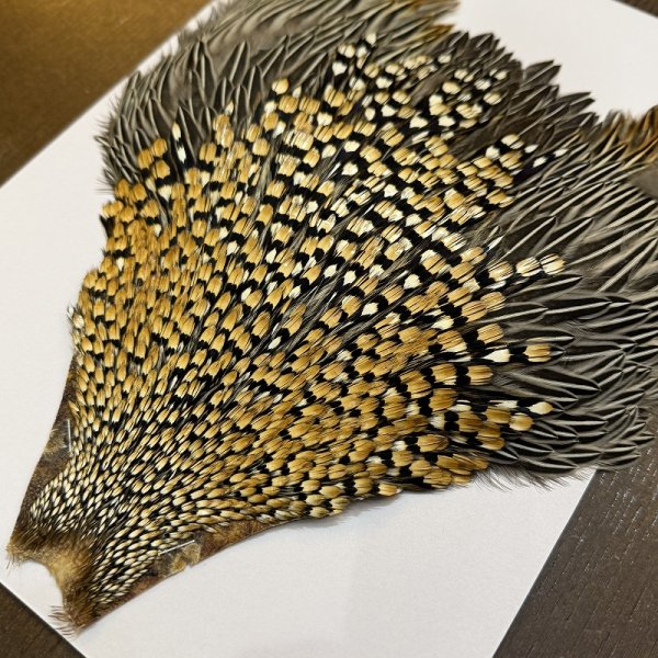 画像4: 【CANAL】ジャングルコック(2) (4)