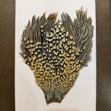 ジャングルコック - DOLLYVARDEN FLY FISHING SHOP