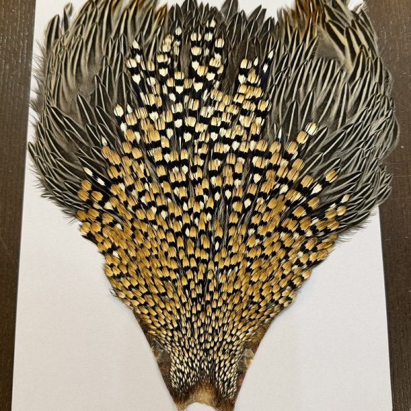 画像2: 【CANAL】ジャングルコック(2) (2)