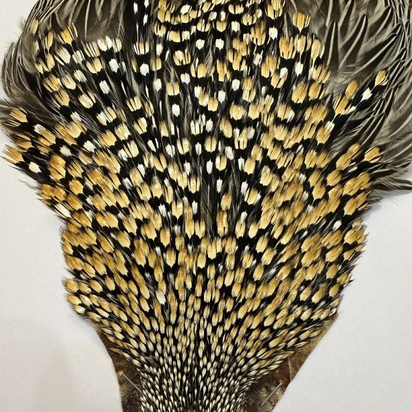 画像2: 【CANAL】ジャングルコック(1) (2)