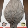 画像4: 【Whiting】ROOSTER CAPE BRONZE Grade - Medium Dun No.2 (4)