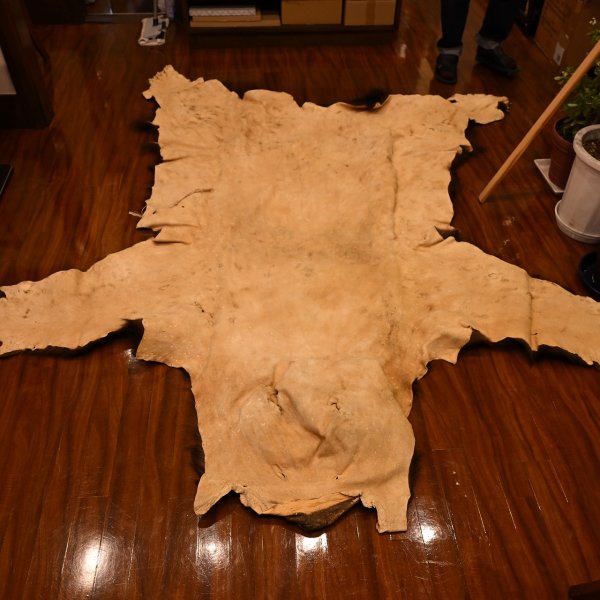 画像11: 北海道産 ヒグマ コンプリート 370kg 全長210cm (11)