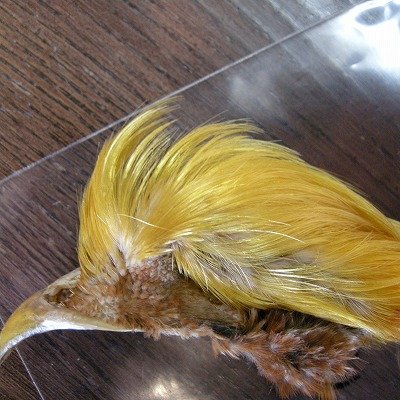画像1: 【HARLINE】Golden Pheasant Crest 